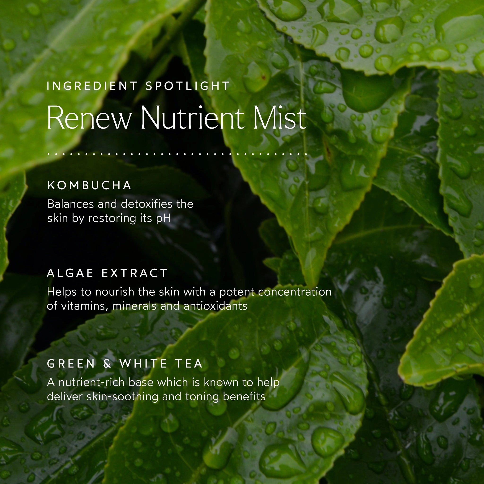RENEW Nutrient Mist