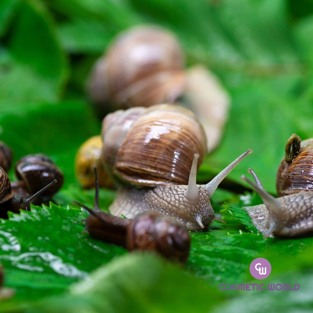 Wrinkle Free Gold Snail Eye Patch